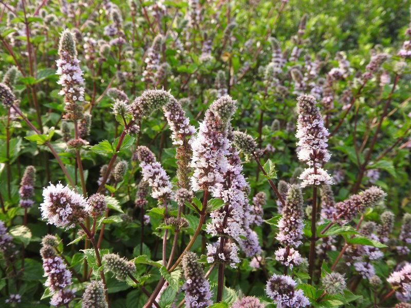 Mentha Piperita