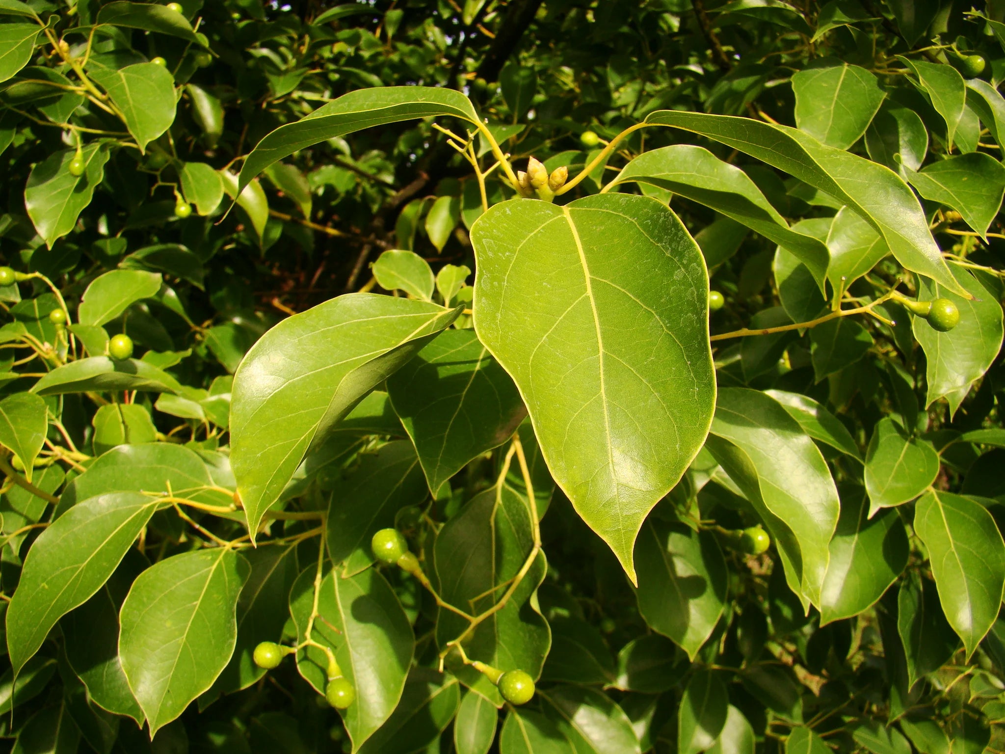 Cinnamomum camphora
