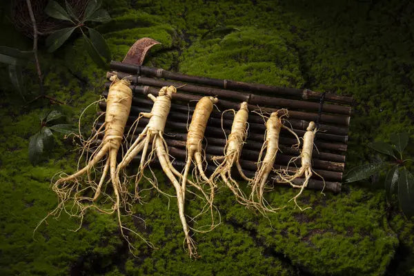 Panax Ginseng (Red Ginseng Extract)