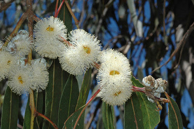 Eucalyptus globulus